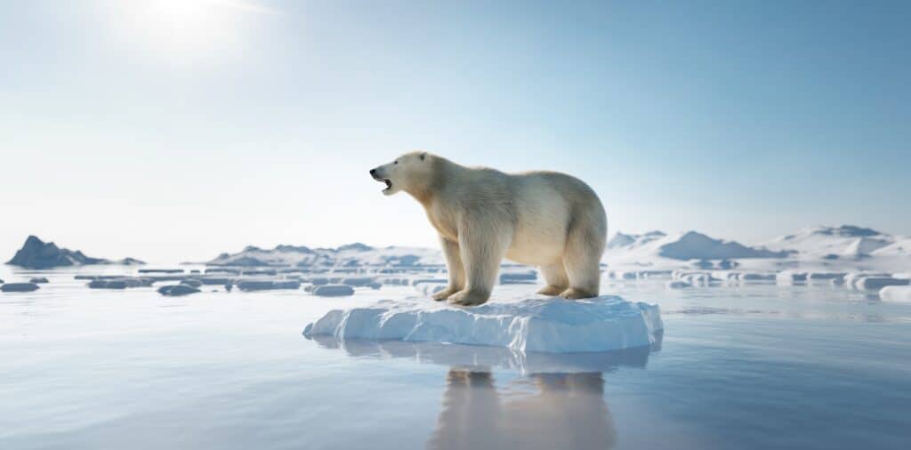 Isbjørn på isflage med smeltende is bag sig på grund af global opvarmning